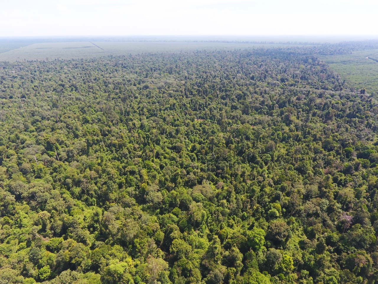 Hutan alam tersisa dalam konsesi perkebunan sawit, PT Wana Sawit Subur Indah (WSSI). Foto: Jikalahari