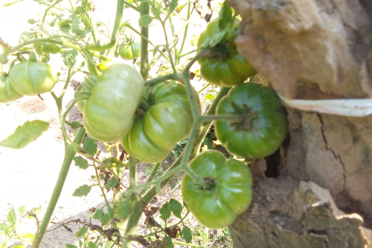 Tomat dari pekarangan rumah Halima. Foto: Gafur Abdullah/ Mongabay Indonesia