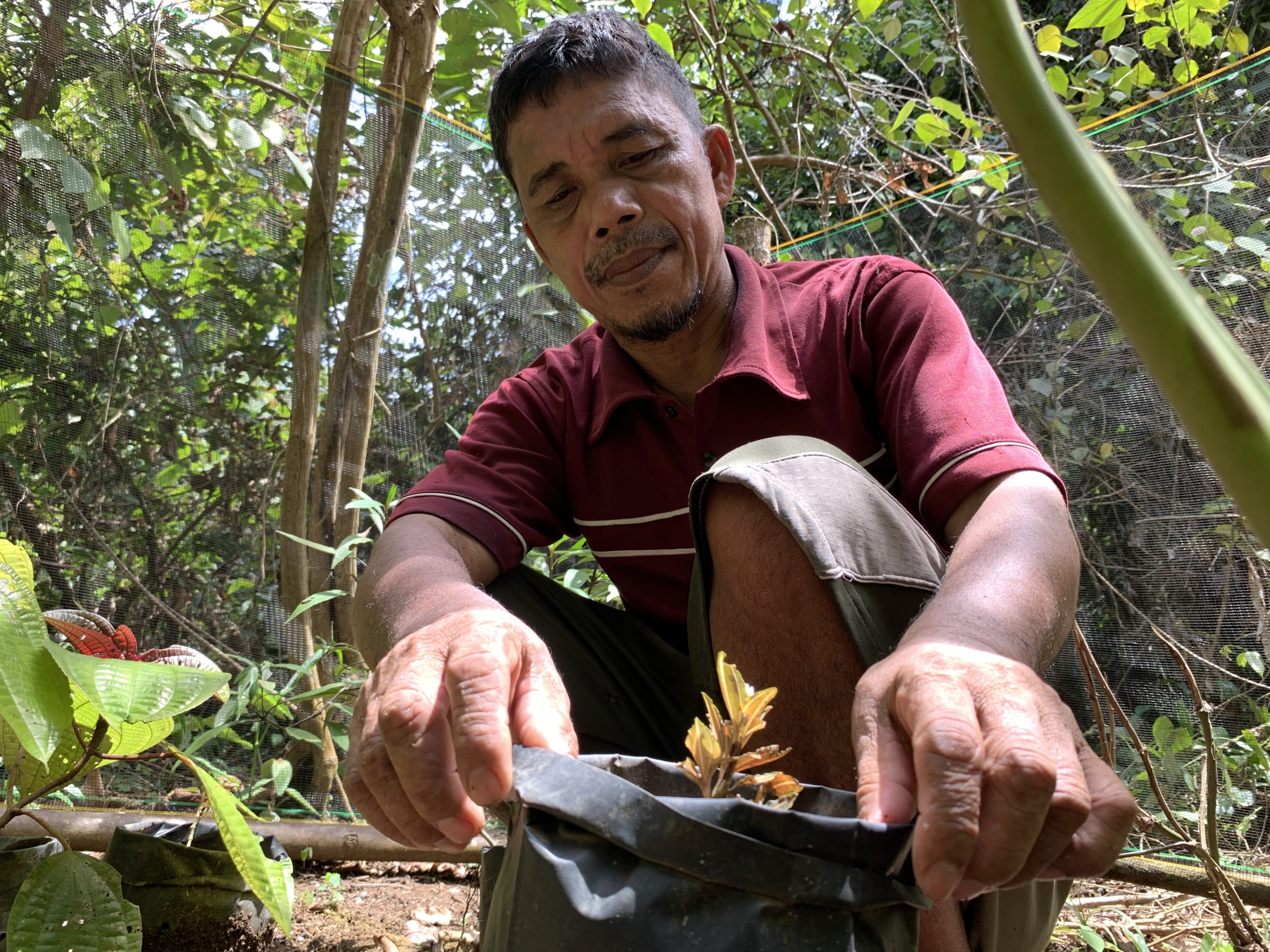  Tumenggung Nggrip menunjukkan tanaman obat yang mulai langka di hutan. Ia mengumpulkan tanaman obat untuk ditanam di taman obat. Foto: Yitno Suprapto/ Mongabay Indonesia
