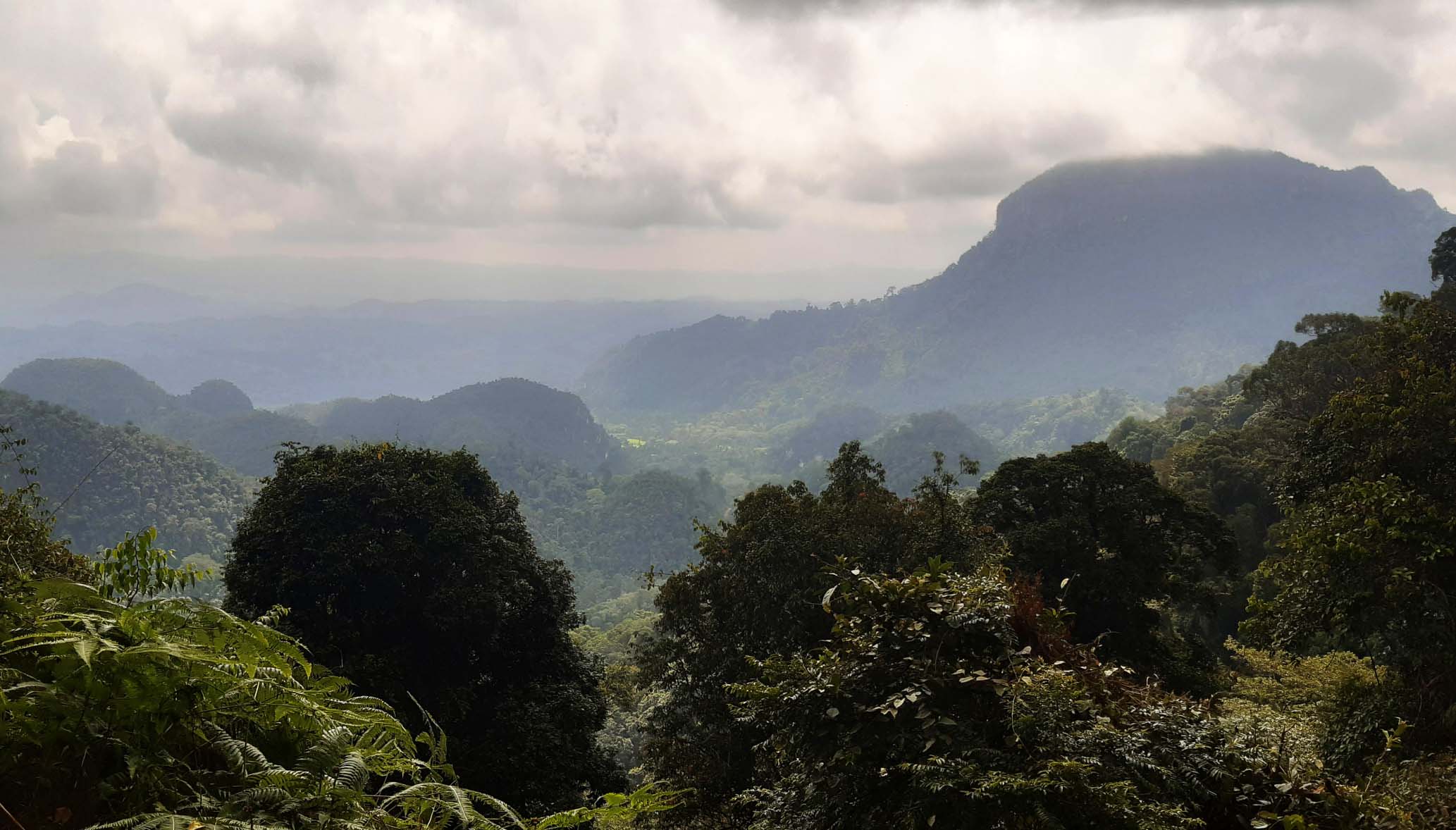 Hutan lindung atau rimbo larangan di Nagari Paru. Foto: Jaka HB/ Mongabay Indonesia