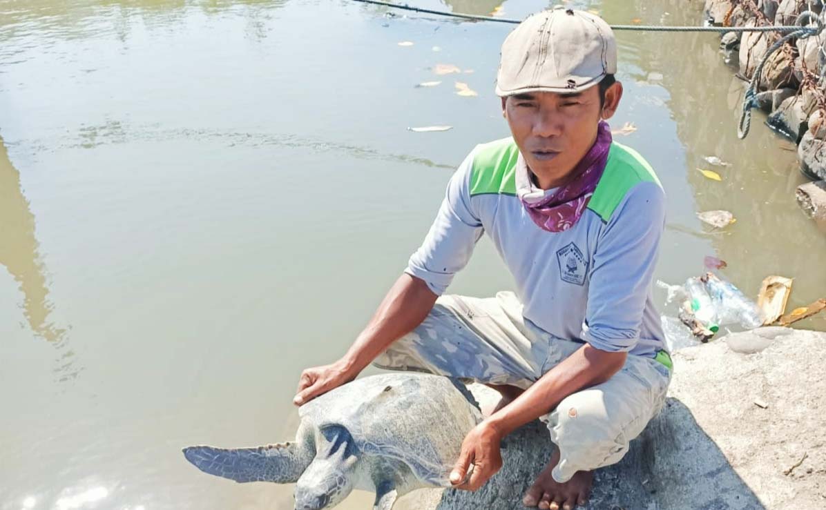 Nelayan Desa Pesisir, Kecamatan Gending, Kabupaten Probolinggo melepasliarkan penyu yang tersangkut pancing nelayan, Sabtu (21/8/2021). 
