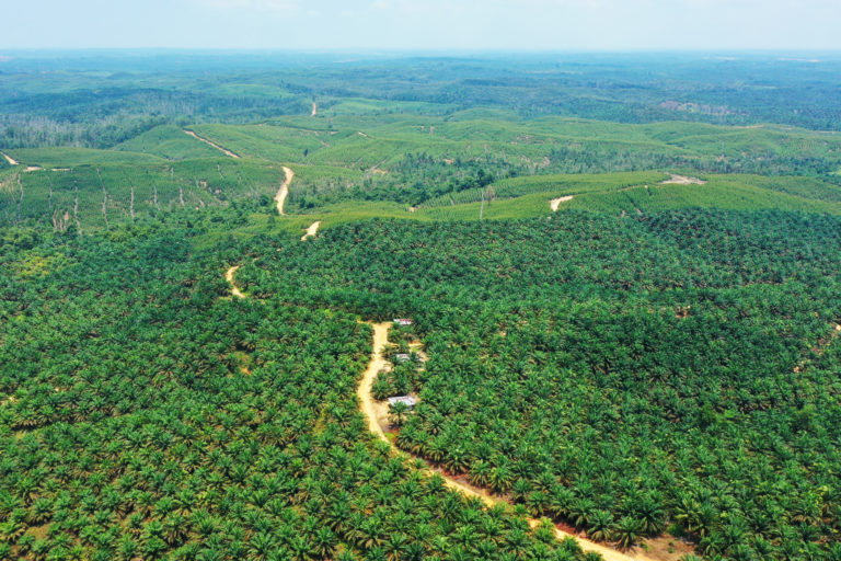 Kebun sawit PT Bagas Indah Perkasa yang diduga beroperasi di dalam kawasan hutan. Perusahaan ini diduga tak tercatat di Direktorat Jenderal Pajak. Foto: Tim Kolaborasi