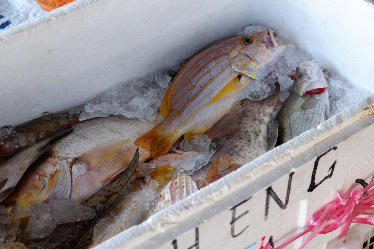 Ikan hasil tangkapan Wahid , sebagai penyelam selam. Foto: Yogi ES/ Mongabay Indonesia