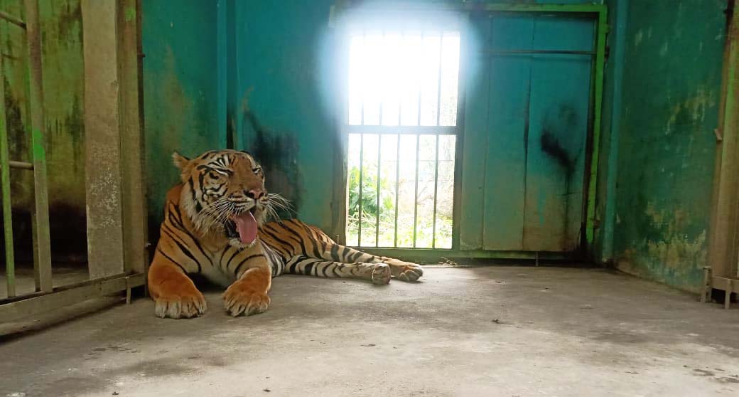 Harimau Sumatera di Medan Zoo, dalam kondisi memprihatinkan. Foto: Ayat S Karokaro/ Mongabay Indonesia