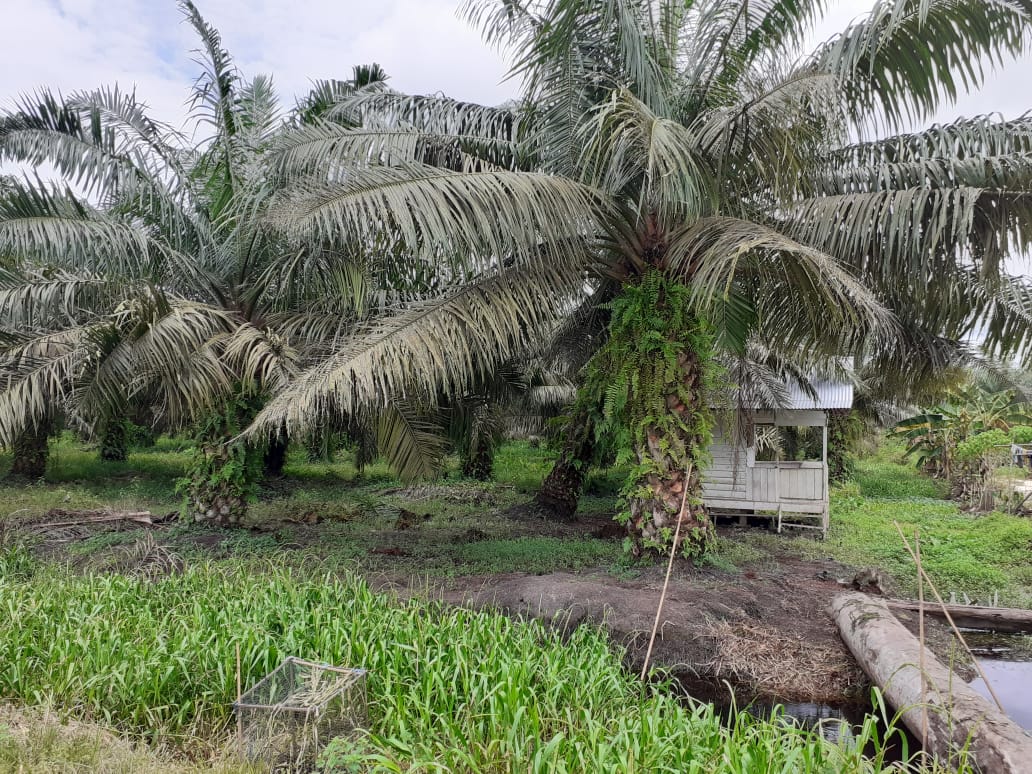 Kebun sawit di lahan Koperasi Sawit Mandiri. Foto: Suryadi/ Mongabay Indonesia