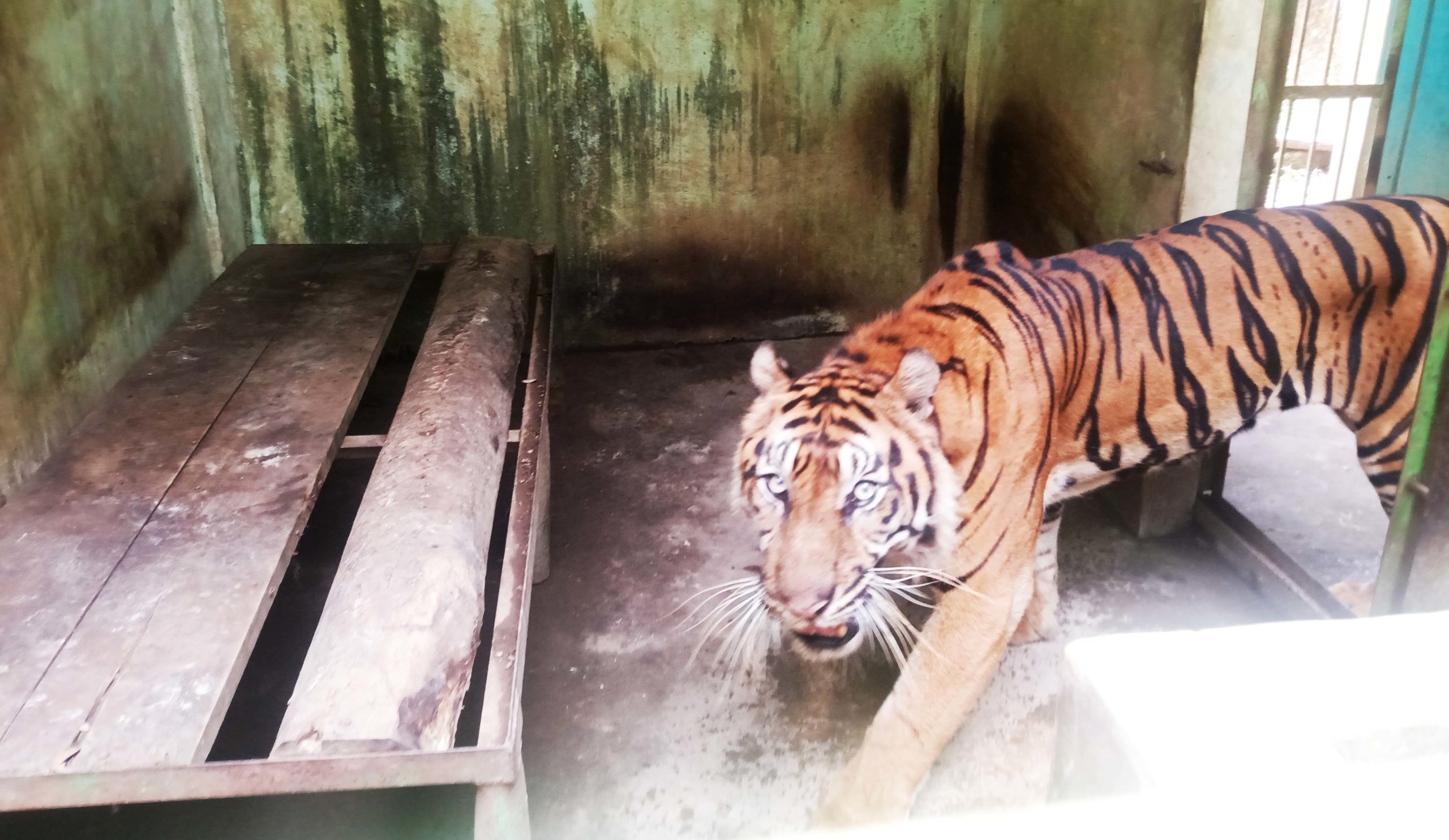 Harimau kurus kering di Medan Zoo. Foto: Ayat S Karokaro/ Mongabay Indonesia
