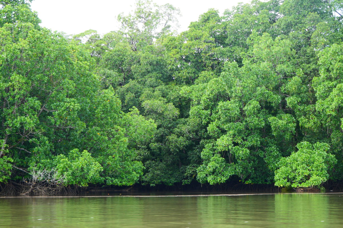 Hutan mangrove di Kali Segun, Distrik Segun, Sorong. Foto: Asrida Elisabeth/ Mongabay Indonesia
