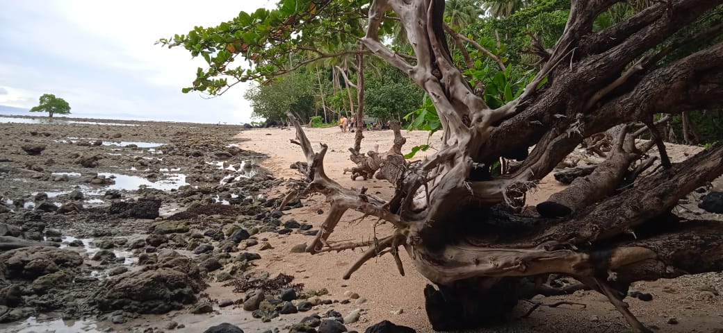 Pohon ketapang di tepi pantai tumbang tersapu gelombang. Foto: Mahmud Ichi/ Mongabay Indonesia