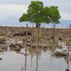Mangrove jenis Sonneratioa yang tersisa di Pantai Masirete. Foto: Mahmud Ichi/ Mongabay Indonesia