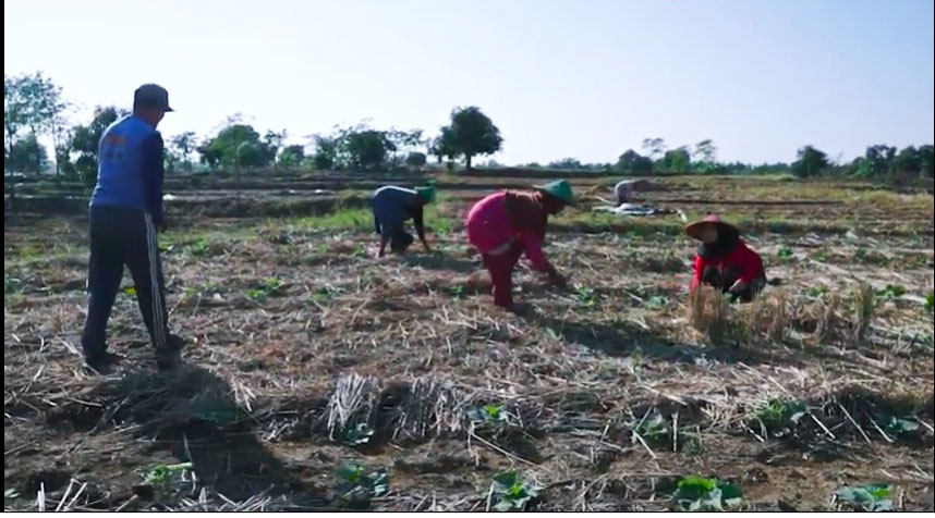 Warga Damara, berdaulat menanam. Foto: Video KPA
