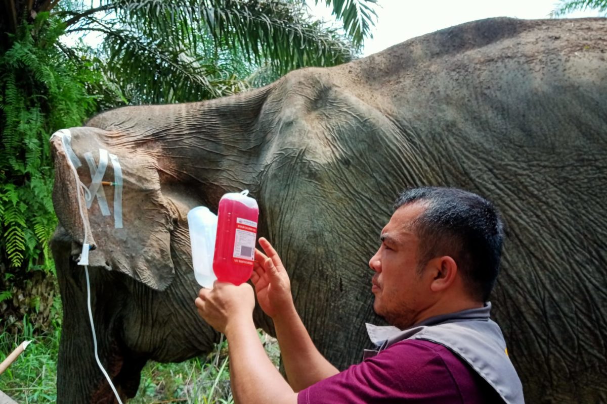 Gajah yang ditemukan sakit diberi pengobatan oleh BKSDA Riau. Setelah dilepas, beberapa hari, gajah ditemukan mati. Foto: BKSDA Riau