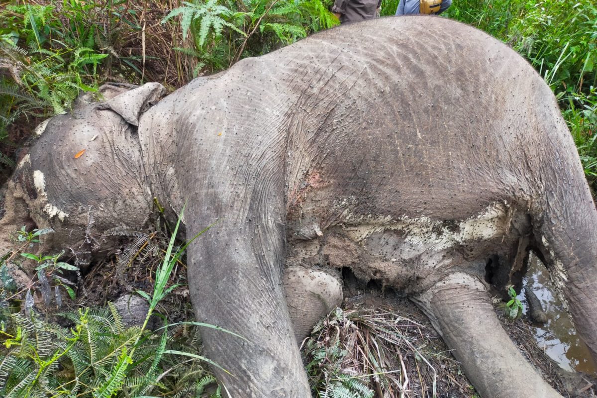 Gajah mati karena alami sakit, kurang pakan dan dehidrasi. Foto: BKSDA Riau