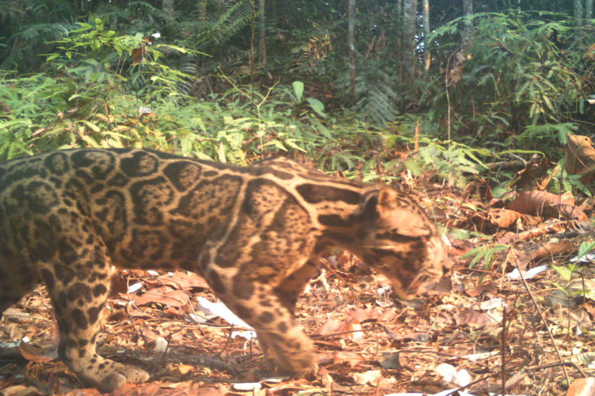 Macan dahan, Foto: Iding Haidir