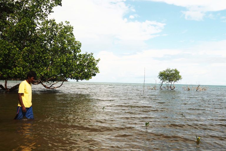 Edi Wahid, memantau tumbuh kembang bibit mangrove yang ditanam di hutan Mangrove rusak. Selama puluhan tahun masyarakat mengambil batang mangrove untuk memenuhi perapian dapur. Foto: Riza Salam