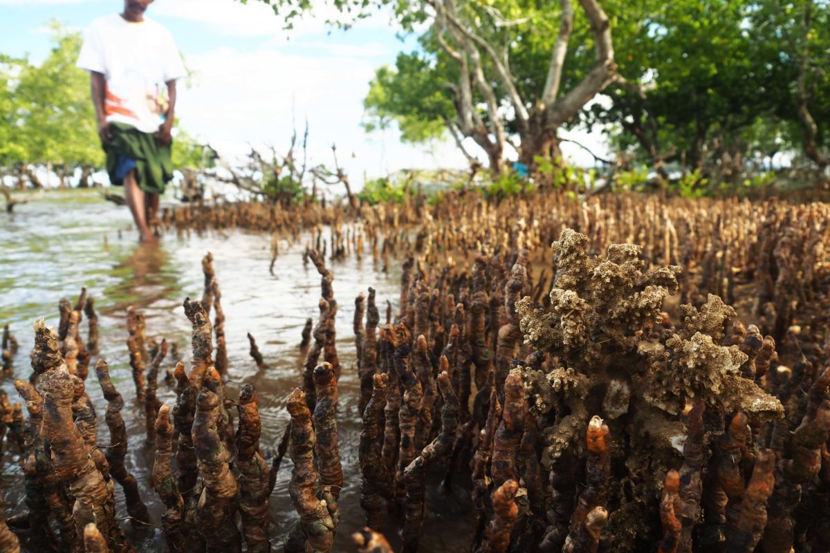 Pecahan terumbu karang yang rusak diantara tunas-tunas hutan mongrove, terhempas terbawa gelombang tinggi hingga ke pesisir. Foto: Riza Salam/ Mongabay Indonesia