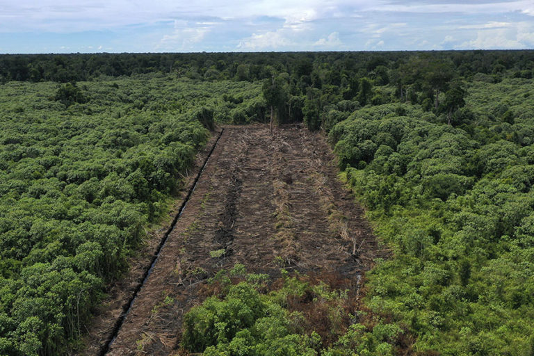 Ekosistem hutan rawa gambut, air tawar, hutan mangrove, dan rivarian menjadi penopang utama seluruh kehidupan di kawasan SM Rawa Singkil. Foto: Junaidi Hanafiah/Mongabay Indonesia