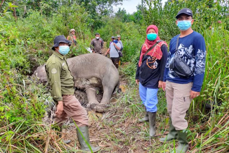 Gajah mati di TN Tesso Nilo, sebelumnya diobati karena ditemukan sakit di kebun sawit di Tesso Nilo. Foto: BKSDA Riau
