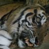 Harimau di tempat penyelamatan satwa BKSDA Jambi. Harimau ini akhirnya mati. Foto: Lili Rambe/ Mongabay Indonesia