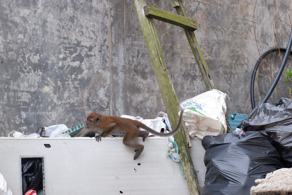  Monyet panjang ekor mengambil kantong sampah.FitiL Yogi ES/Mongabay Indonesia