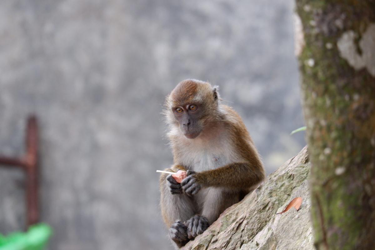 Monyet ekor panjang turun dari bukit mendekati manusia. Foto: Yogi ES/ Mongabay Indonesia