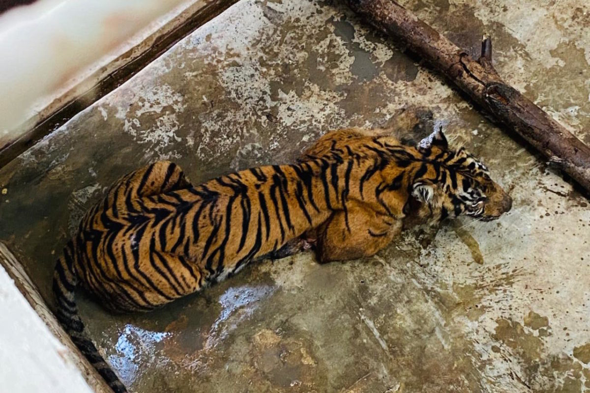 Harimau yang dievakuasi dari Sosopan di Suaka Barumun. Foto: Ayat S Karokaro/ Mongabay Indonesia