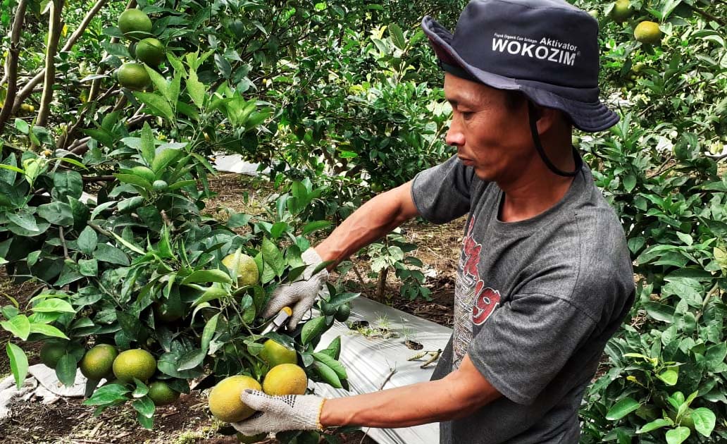 Petani sedang panen jeruk di Pagar Alam. Foto: Suryadi/ Mongabay Indonesia