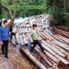 Kayu-kayu hasil pembalakan liar yang dihanyutkan dan berhasil diamankan petugas. Foto: Humas Polda Riau