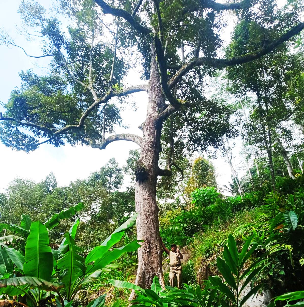 Pohon ripto, milik almarhum Suripto yang diperkirakan berusia 100 tahunan. Foto: A. Asnawi/ Mongabay Indonesia