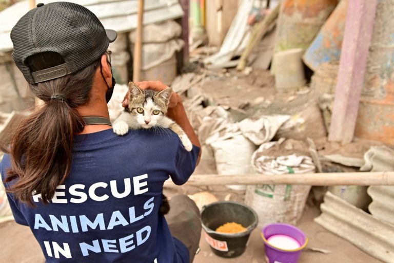 Kucing, antara lain hewan piaraan yang diselamatkan COP saat erupsi Gunung Semeru. Foto: COP