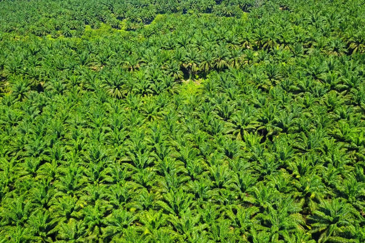 Dulu ini hutan, yang berubah jadi kebun sawit. Foto: Ayat S Karokaro/ Mongabay Indonesia