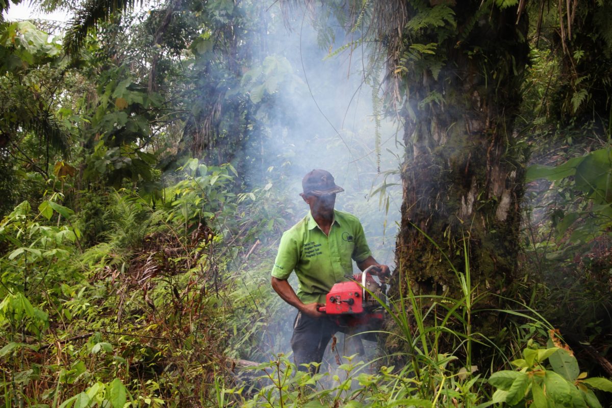 Penertiban kebun sawit di dalam kawasan hutan di Sumatera Utara. Foto: Ayat S Karokaro/ Mongabay Indonesia