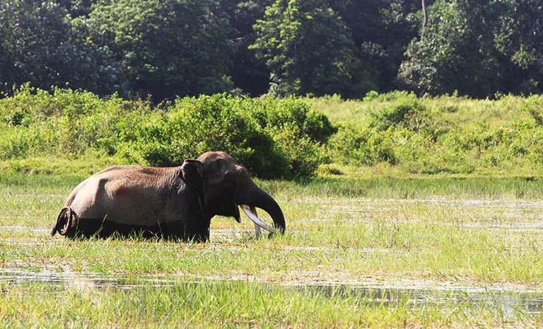 Gajah Sumatera. Foto: Junaidi Hanafiah