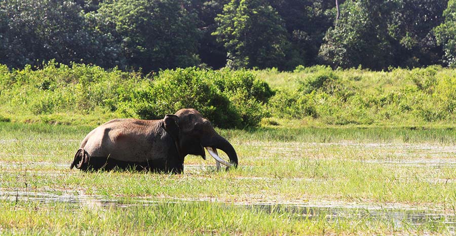 Gajah Sumatera. Foto: Junaidi Hanafiah