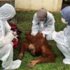 Orangutan dari rumah kediaman Bupati Langkat non aktif, Terbit Rencana Peranginangin. Foto: Yayasan Orangutan Sumatera Lestari-Orangutan Information Center (YOSL-OIC)