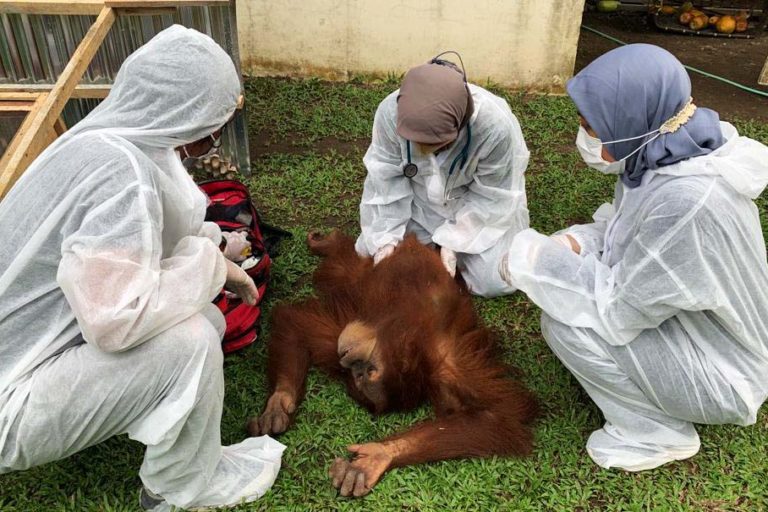 Orangutan dari rumah kediaman Bupati Langkat non aktif, Terbit Rencana Peranginangin. Foto: Yayasan Orangutan Sumatera Lestari-Orangutan Information Center (YOSL-OIC)