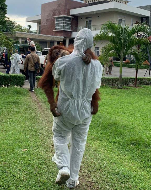 Orangutan Sumtaera sesaat setelah dibawa dari rumah kediaman Bupati Langkat non aktif. Foto: Yayasan Orangutan Sumatera Lestari-Orangutan Information Center (YOSL-OIC) 