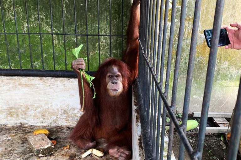 Orangutan Sumtaera yang disita dari rumah Bupati Langkat non aktif, Terbit R Perangin-angin. Foto: Yayasan Orangutan Sumatera Lestari-Orangutan Information Center (YOSL-OIC