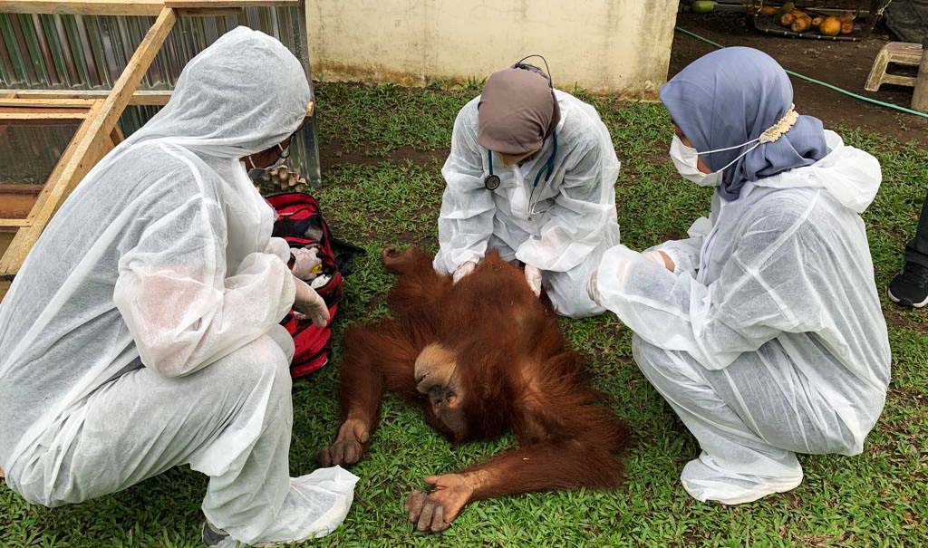 Orangutan dari rumah kediaman Bupati Langkat non aktif, Terbit Rencana Peranginangin. Foto: Yayasan Orangutan Sumatera Lestari-Orangutan Information Center (YOSL-OIC) 
