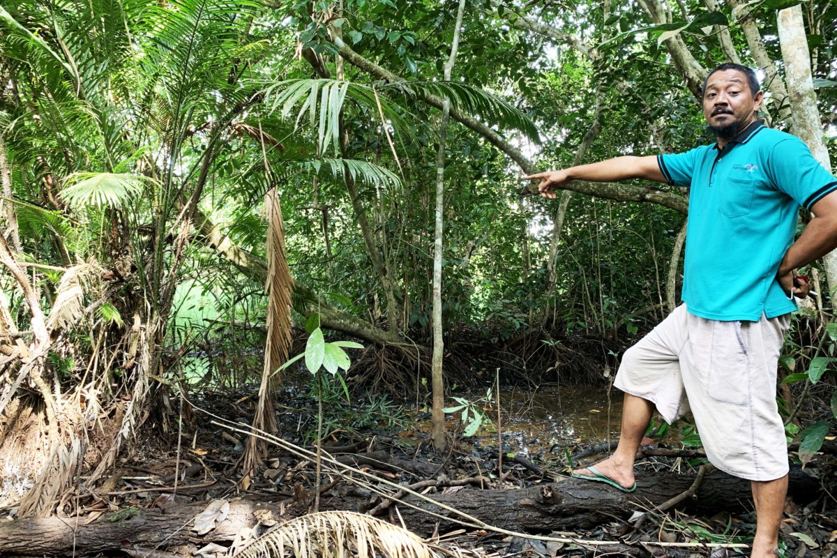 Adi Ismanto, menunjukkan tanaman rotan yang umbutnya dipakai untuk masakan bakal terancam normalisasi sungai. Tanaman rotan ini ada di tepian sungai kuno di Muara Jambi. Foto: Yitno Suprapto/ Mongabay Indonesia