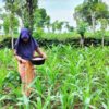 Petani saat masang pupuk ke tanaman jagungnya. Foto: Moh. Tamimi/Mongabay Indonesia