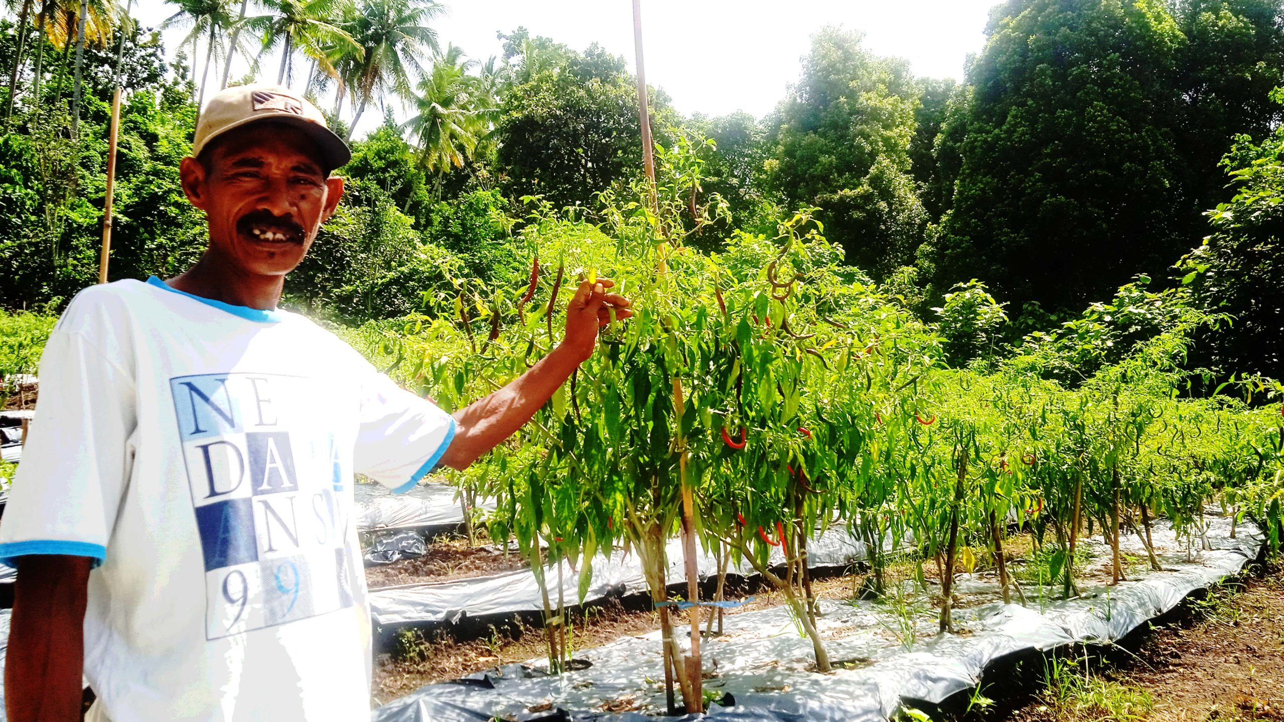 Kamil Ishak, warga Loto, Kota Ternate bertani dengan pola tanam organik sejak 2013 hingga kini. Di lahan pertanian Kamil tanam dominan tomat dan cabai. 