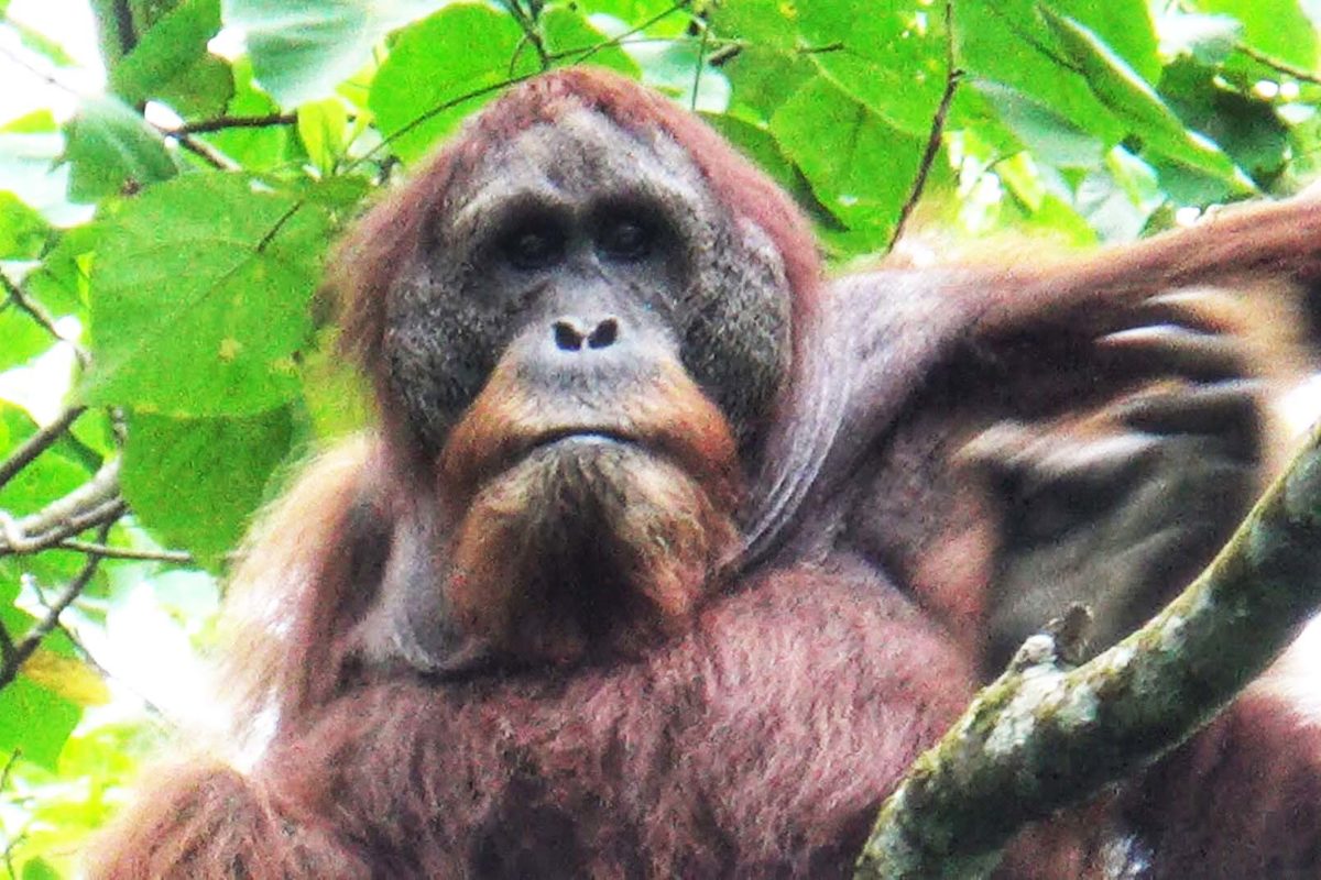 Orangutan Sumatera, satwa langka dilindungi yang kerap jadi sasaran buruan dan perdagangan ilegal. Foto: Ayat S Karokaro/ Mongabay Indonesia