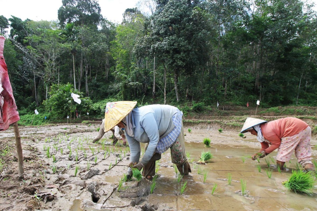 Para petani sedang menanam. Pasokan air irigasi mereka tergantung dari Hutan Nagari Sako Utara Pasir Utara. Foto: Elviza Diana/ Mongabay Indonesia 