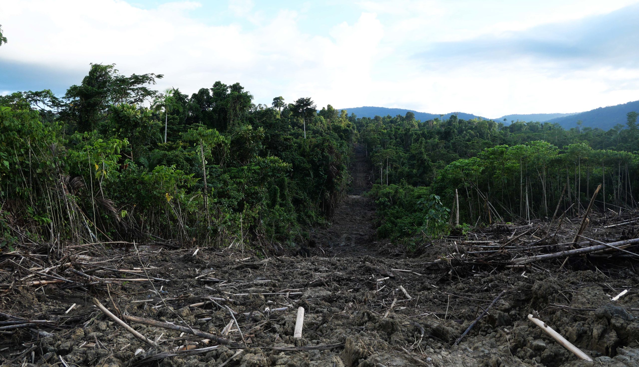 Jalan yang dibuat perusahaan sawit dengan membuka hutan di Kampung Beneik, Distrik, Unurum Guay, Kabupaten Jayapura, Papua. Foto: Asrida Elisabeth/ Mongabay Indonesia 