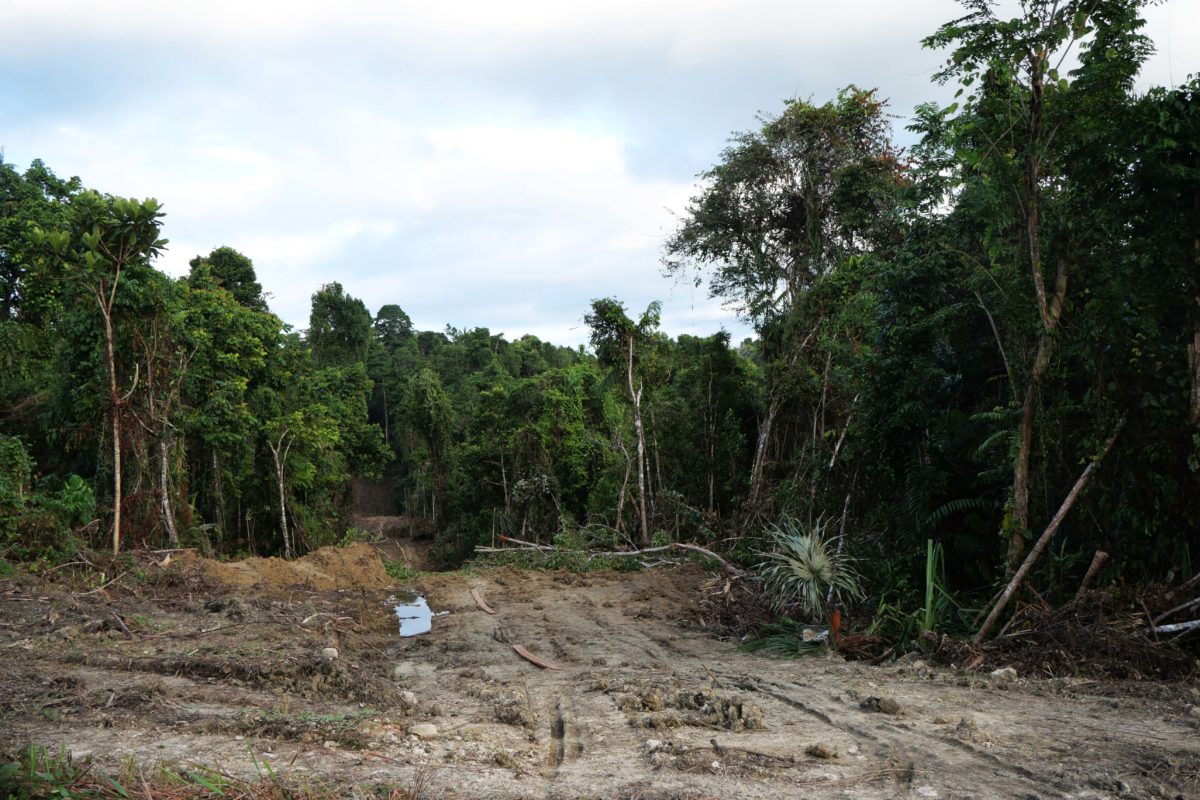 Hutan yang baru dibuka perusahaan sawit, PT PNM di Kabupaten Jayapura, pada Januari lalu. Foto: Asrida Elisabeth/ Mongabay Indonesia