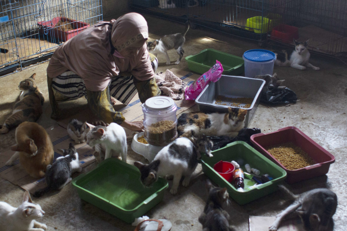 Salmiati sedang memberi makan kucing-kucing yang berada di shelter yang dia bikin. Foto: Jaka HB? Mongabay Indonesia