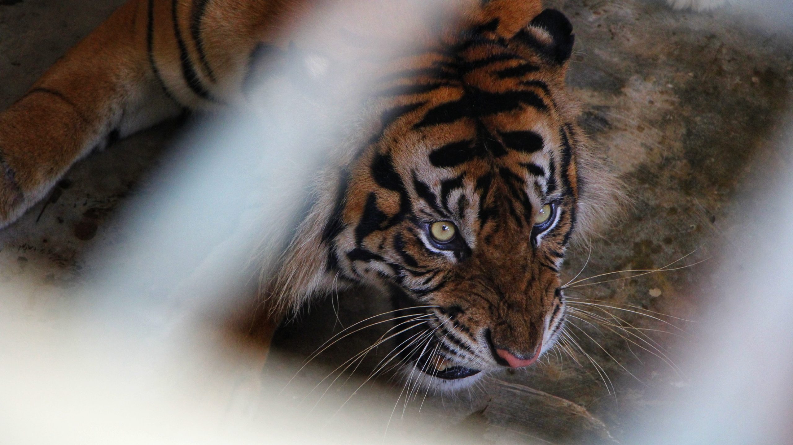 Monang, harimau korban jeratan, merupakan ayah Citra dan Surya. Citra ditemukan tewas mengenaskan 40 hari setelah lepas liar di TN kerinci Seblat. Foto: Ayat S Karokaro
