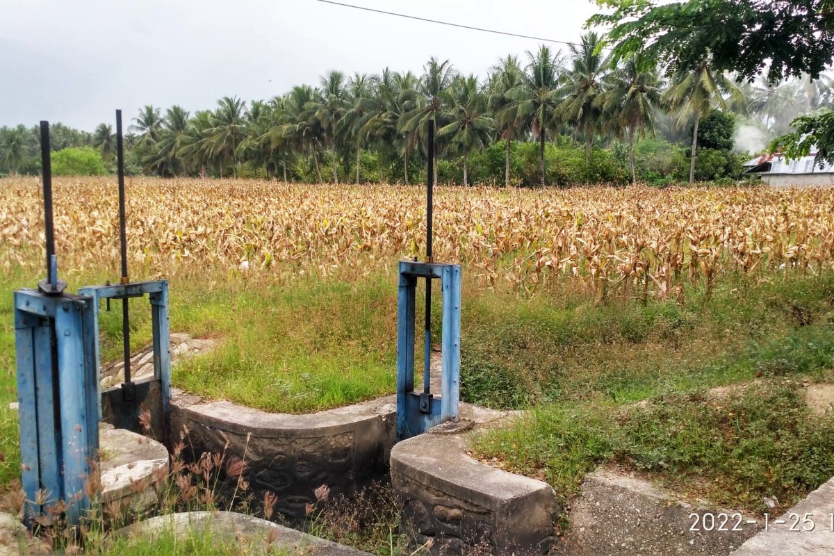 Dulu, di sini tanam padi, kini berganti jagung yang tak memerlukan air terlalu banyak. Irigasi rusak hingga menyulitkan pengairan. Foto: Minnie Rivai/ Mongabay Indonesia