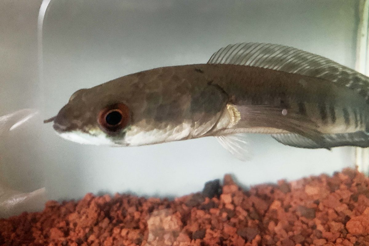 Ikan gabus dari sungai di Jambi Tulo. Adi Ismanto khawatir, kalau normalisasi sungai kuno bisa ganggu habitat ikan endemik. Foto: Yitno Suprapto/ Mongabay Indonesia