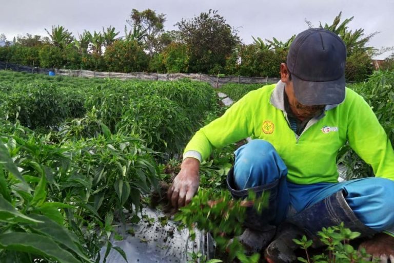 Petani di Humbang Hasundutan di area food estate. Foto: Barita News Lumbangbatu/ Mongabay Indonesia